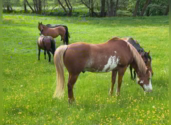 Offenstall-Paradies nähe Marbacher Stausee (Petersberg): Plätze frei!