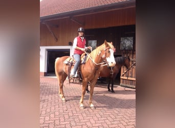 Offenstall-Paradies nähe Marbacher Stausee (Petersberg): Plätze frei!