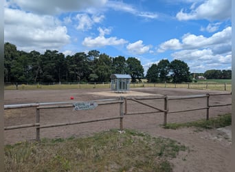 Offenstall Platz für Wallach in 21259 Otter