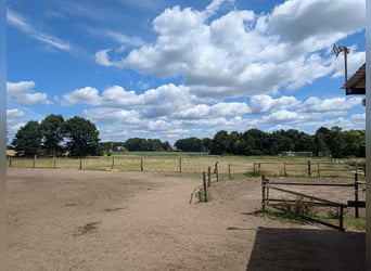 Offenstall Platz für Wallach in 21259 Otter