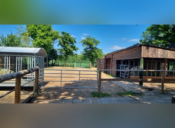 Offenstall Platz in Stutengruppe