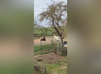 Offenstall / Pony / Großpferd / Wallach