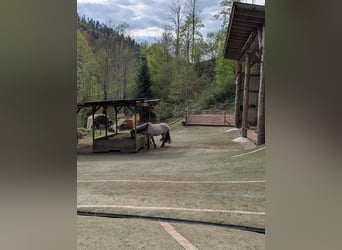 Offenstall Stall Platz für 1-2 Pferde frei