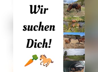 Offenstall, Weidehaltung, Stallplatz