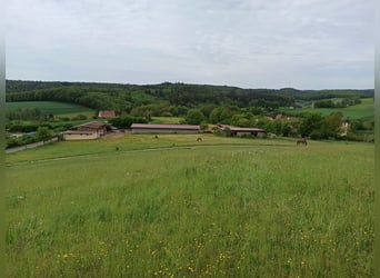 Offenstall - Weideplatz für Wallach, Junghengst oder Hengstabsetzer