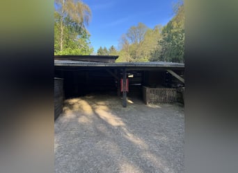 Offenstall, Weideplatz Isländer- robuste Ponys