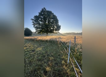 Offenstall/Box,Rentner,Sommer/Winterweide,vollpension