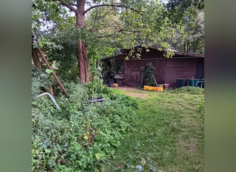 Offenstallplätze f. Isländer oder Ponys bis Stckm. 148 cm in Appen-Etz