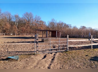 Offenstallplätze in Teltow frei