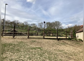 Offenstallplatz bei Gaweinstal