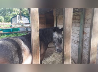 Offenstallplatz f. Rentnerpony, Pony, Shetty