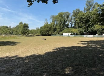 Offenstallplatz frei COPD/Asthma/Rehe geeignet
