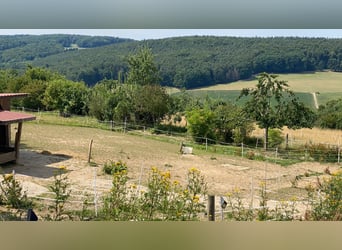 Offenstallplatz frei in kleiner Herde für 1-2 mittelgroße Pferde, begrenzter Weidegang