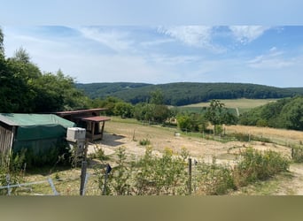 Offenstallplatz frei in kleiner Herde für 1-2 mittelgroße Pferde, begrenzter Weidegang