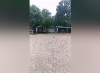 Offenstallplatz frei