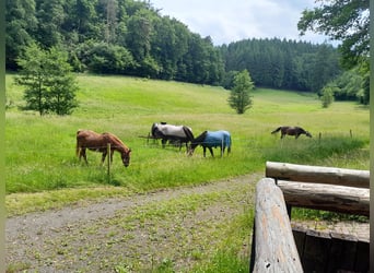 Offenstallplatz Frei