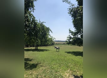Offenstallplatz frei