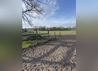 Offenstallplatz für 1-2 Stuten