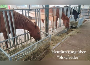 Offenstallplatz für Großpferd-Wallach