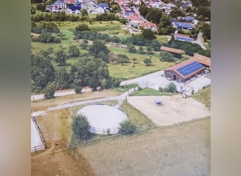 Offenstallplatz für Islandpferd