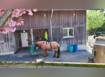 Offenstallplatz für Islandwallach Nàhe Uzwil SG