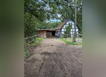 Offenstallplatz für Jungpferd ab Ende Oktober – kleine Stutenherde
