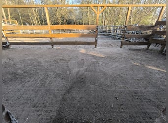 Offenstallplatz für Kleinpferd/Pony Wallach oder Stute