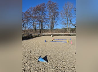 Offenstallplatz für Rehe oder stoffwechselgestörte Ponys