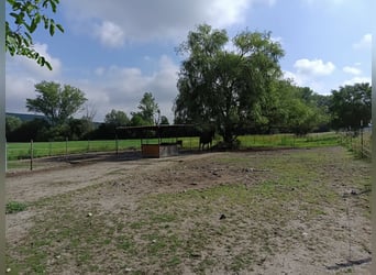 Offenstallplatz für Stute frei