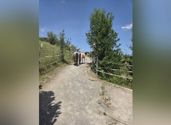 Offenstallplatz für Wallach frei