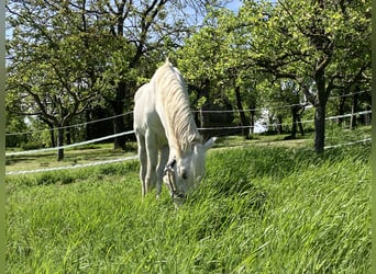 Offenstallplatz für Wallach