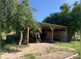 Offenstallplatz für Wallach 