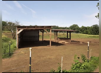 Offenstallplatz für Wallach