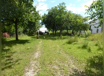 Offenstallplatz für Wallach