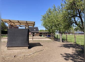 Offenstallplatz im Pferdeparadies in 46282 Dorsten frei