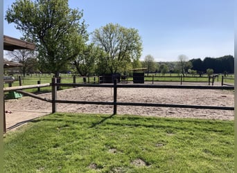 Offenstallplatz im Pferdeparadies in 46282 frei