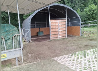 Offenstallplatz in Aretsried für Wallach ab sofort