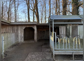 Offenstallplatz in Stutenherde/ Idensen 