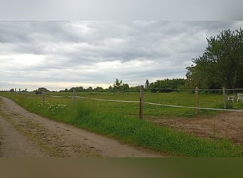Offenstallplatz mit zusätzlicher Box