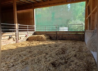Offenstallplatz und Boxen