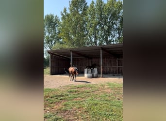 Offenstallplatz Vollpension 