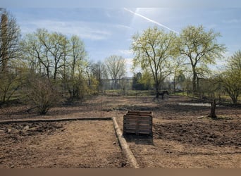 Offenstallplatz wien 1210 bei der Lobau