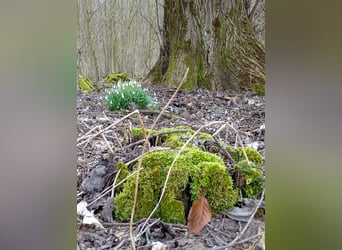 Offenstall/Stall zu pachten gesucht