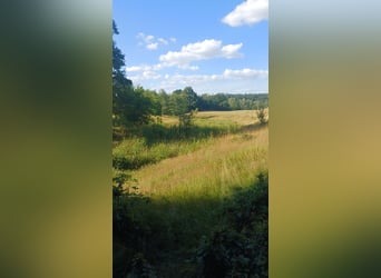 Offenstall/Unterstand/ 5ha ganzjahres Weide