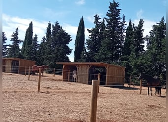 Pension mit Paddock