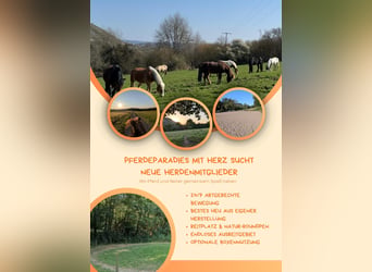 Pferdeparadies mit Herz sucht neue Herdenmitglieder