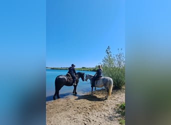 Pferdepensionsplätze in Süd-Dänemark – artgerecht & mit Herz