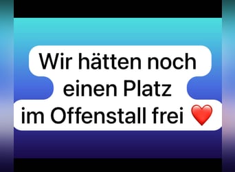 Platz im Offenstall frei