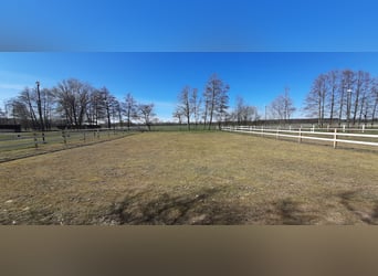 Platz im Offenstall in  kleiner privater Reitanlage