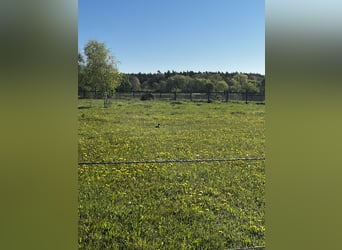Platz in kleinem Offenstall für Ponys